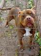 Nagyítás! Amstaff - 5 éves kan
