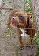 Nagyítás! Amstaff - 5 éves kan