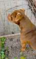 Nagyítás! Amstaff - 5 éves kan