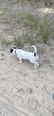 Jack Russel - 8 hónapos kan