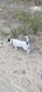 Jack Russel - 8 hónapos kan