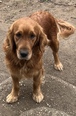 Nagyítás! Golden Retriever - 3 éves szuka