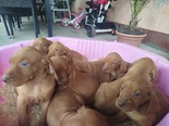 Nagyítás! Magyar Vizsla - 2 kan, 3 szuka