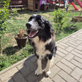 Border Collie - 2 éves kan