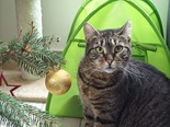 Házimacska - 2 éves nőstény