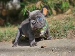 Francia bulldog 8-hetes kék színű ... - 5 hónapos kan