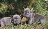 Francia bulldog 8-hetes kék színű ... - 5 hónapos kan