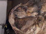 Keverék  - 9 éves kan