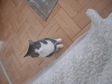 macska gazdit keres