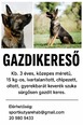 Keverék - 3 éves szuka