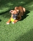 Boxer - 2 éves szuka