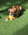 Nagyítás! Boxer - 2 éves szuka