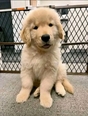 Golden Retriever - 2 éves kan