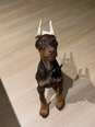 Dobermann  - 2 éves szuka