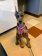 Dobermann  - 2 éves szuka