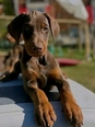 Dobermann  - 2 éves szuka