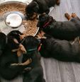Rottweiler - 2 éves szuka