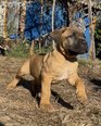Nagyítás! Cane Corso - 3 éves szuka