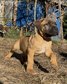 Cane Corso - 3 éves szuka