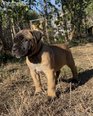 Nagyítás! Cane Corso - 3 éves szuka