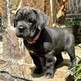 Nagyítás! Cane Corso - 3 éves szuka