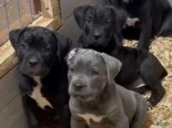 Nagyítás! Cane Corso - 3 éves szuka