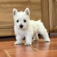 Westie terrier - 2 éves kan