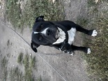 Staffordshire Bullterrier - 8 éves kan