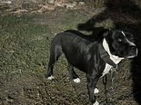 Staffordshire Bullterrier - 8 éves kan