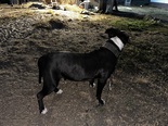 Staffordshire Bullterrier - 8 éves kan