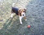 Beagle - 8 éves kan