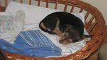 Beagle keverék - fiatal szuka