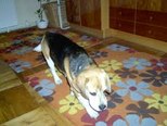 Beagle - 3 éves kan