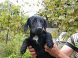 Labrador-spániel keverék - 5 hónapos kan