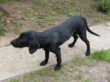 Labrador-spániel keverék - 5 hónapos kan