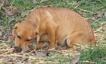 Beagle tacsi keverék - 3 hónapos kan