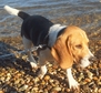Beagle - 1 éves szuka