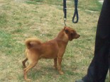 Csivava-yorkshire terrier keverék - 2 éves kan
