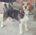 Beagle - 10 hónapos szuka