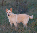 Labrador - 1 éves szuka