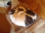 Házi macska - felnőtt kandúr