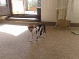 Házi macska - 1 kandúr, 1 nőstény