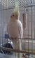 Nimfa papagáj - 1 éves nőstény