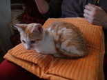 Házi macska - 6 hónapos kandúr