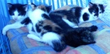 Házi macska - 2 kandúr, 2 nőstény