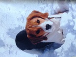 Beagle - 10 éves kan