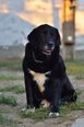 Labrador-rottweiler keverék - 8 éves kan
