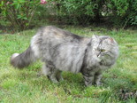 Main coon - perzsa - házi macska - 2 éves nőstény