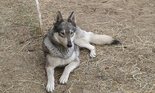 Husky- cseh farkas keverék - 3 éves szuka