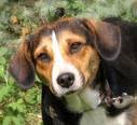 Beagle-keverék - fiatal szuka